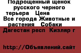 Подрощенный щенок русского черного терьера › Цена ­ 35 000 - Все города Животные и растения » Собаки   . Дагестан респ.,Кизляр г.